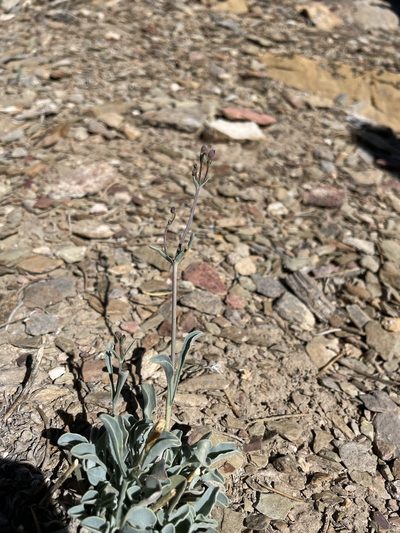 Penstemon scapoides, photographed by Matt Berger
