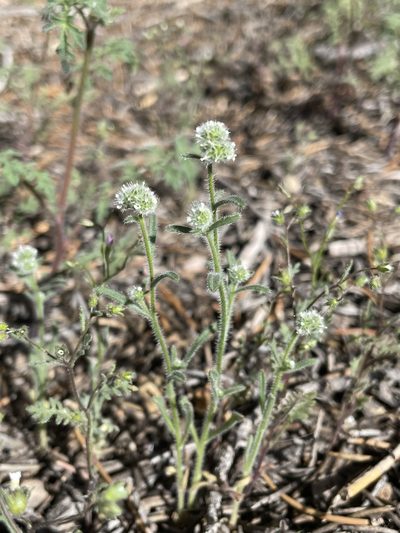 Cryptantha gracilis, photographed by Matt Berger