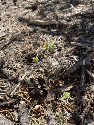 Mentzelia montana, photographed by Matt Berger