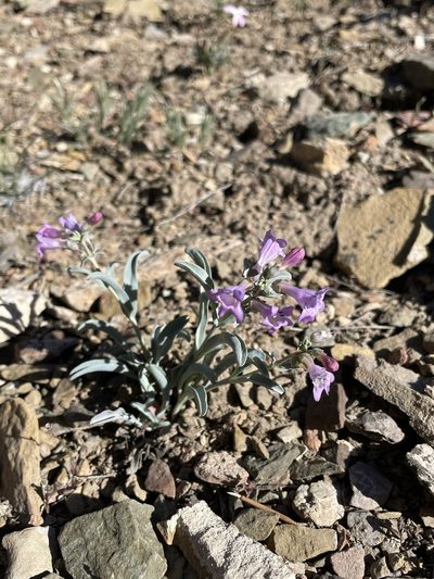 Penstemon patens, photographed by Matt Berger