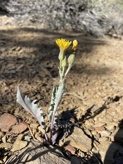 Crepis occidentalis, photographed by Matt Berger