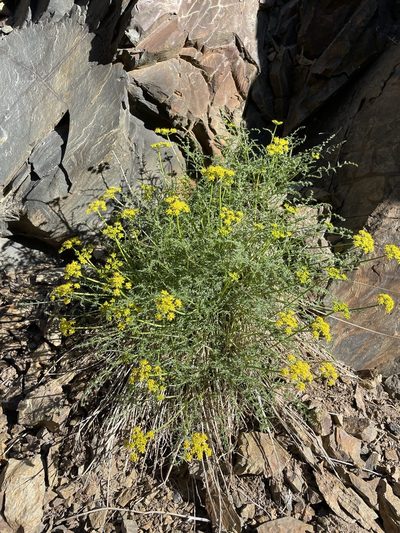 Cymopterus petraeus, photographed by Matt Berger