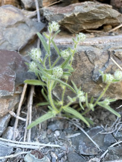 Cryptantha barbigera, photographed by Matt Berger