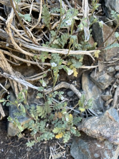 Phacelia affinis, photographed by Matt Berger