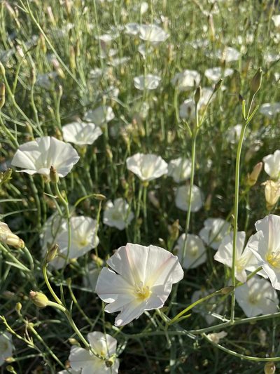 Calystegia longipes, photographed by Matt Berger
