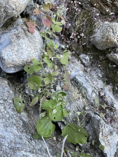 Erythranthe bergeri, photographed by Matt Berger