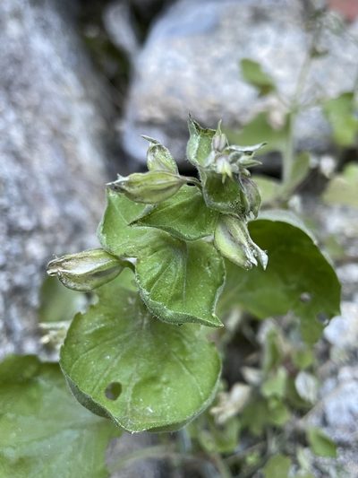 Erythranthe bergeri, photographed by Matt Berger