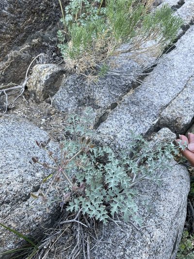 Lomatium rigidum, photographed by Matt Berger
