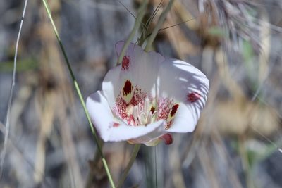 Calochortus venustus, photographed by Dario Taraborelli