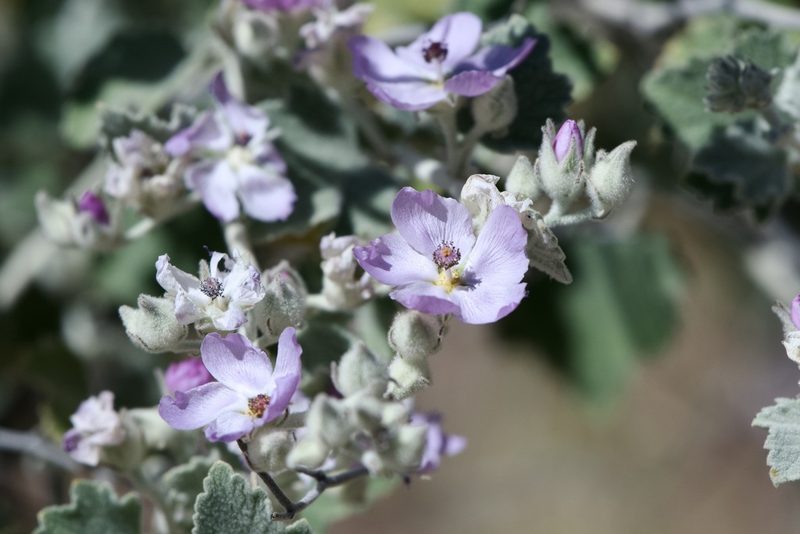 Malacothamnus fremontii, photographed by Dario Taraborelli