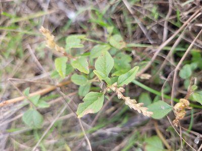 Amaranthus deflexus