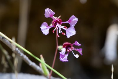 Clarkia unguiculata, photographed by Dario Taraborelli