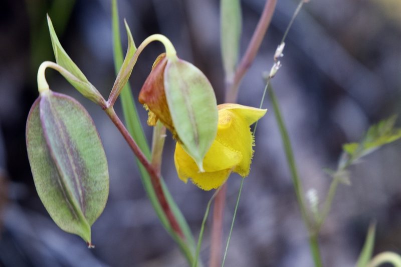 Calochortus pulchellus, photographed by Dario Taraborelli