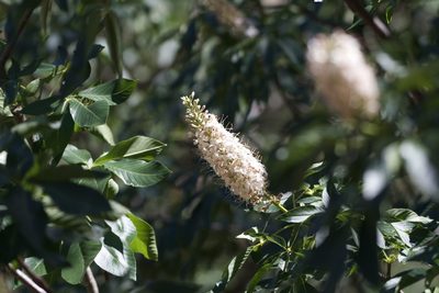 Aesculus californica, photographed by Dario Taraborelli