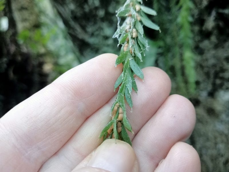 Tmesipteris tannensis, photographed by John Barkla