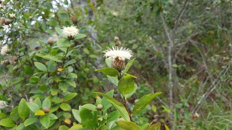 Dasyphyllum sprengelianum, photographed by Celso Henrique Varela Rios