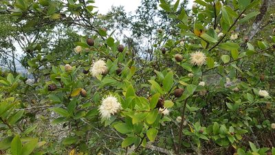 Dasyphyllum sprengelianum, photographed by Celso Henrique Varela Rios
