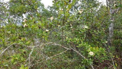 Dasyphyllum sprengelianum, photographed by Celso Henrique Varela Rios