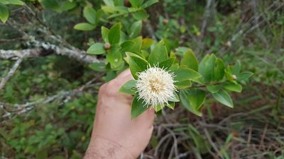 Dasyphyllum sprengelianum, photographed by Celso Henrique Varela Rios