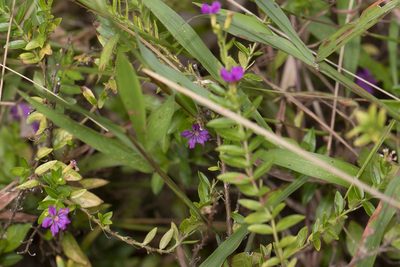 Cuphea hyssopifolia, photographed by Kristof Zyskowski