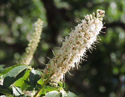 Aesculus californica, photographed by Alex