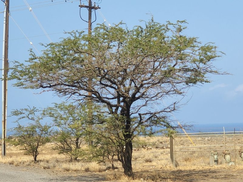 Neltuma pallida, photographed by Tyler Bishop