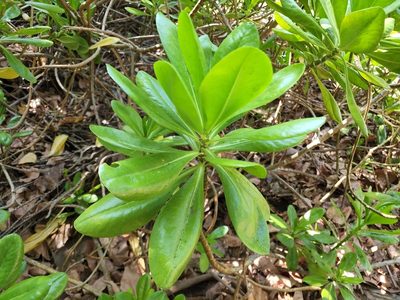 Scaevola taccada, photographed by Tyler Bishop