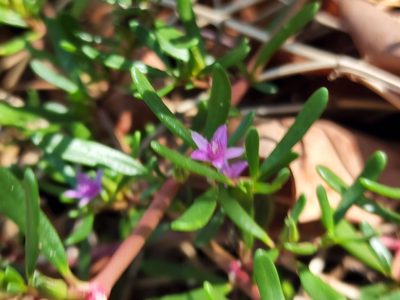 Sesuvium portulacastrum, photographed by Tyler Bishop