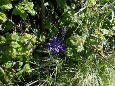 Camassia leichtlinii, photographed by Ellyne Geurts