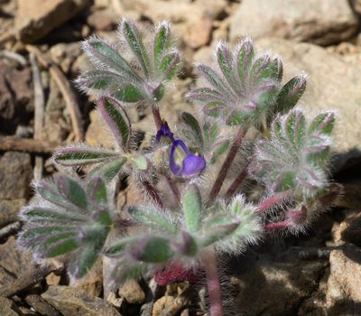 Lupinus brevicaulis, photographed by Matt Berger