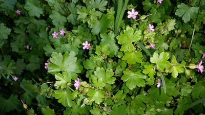 Geranium lucidum, photographed by user12