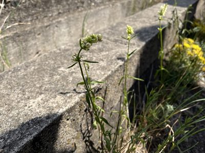 Stachys recta, photographed by Pavel Kacl