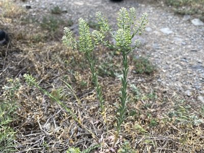Lepidium campestre, photographed by Pavel Kacl