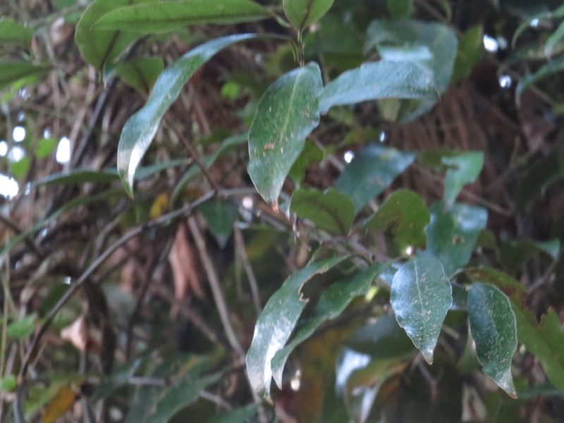 Parsonsia heterophylla, photographed by Maureen Howard