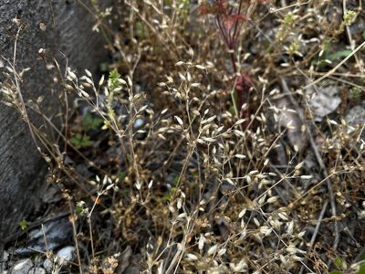 Cerastium semidecandrum, photographed by Pavel Kacl