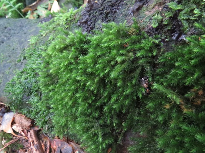 Echinodiopsis hispida, photographed by Maureen Howard
