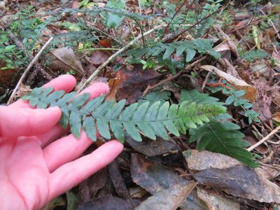 Austroblechnum lanceolatum, photographed by Maureen Howard