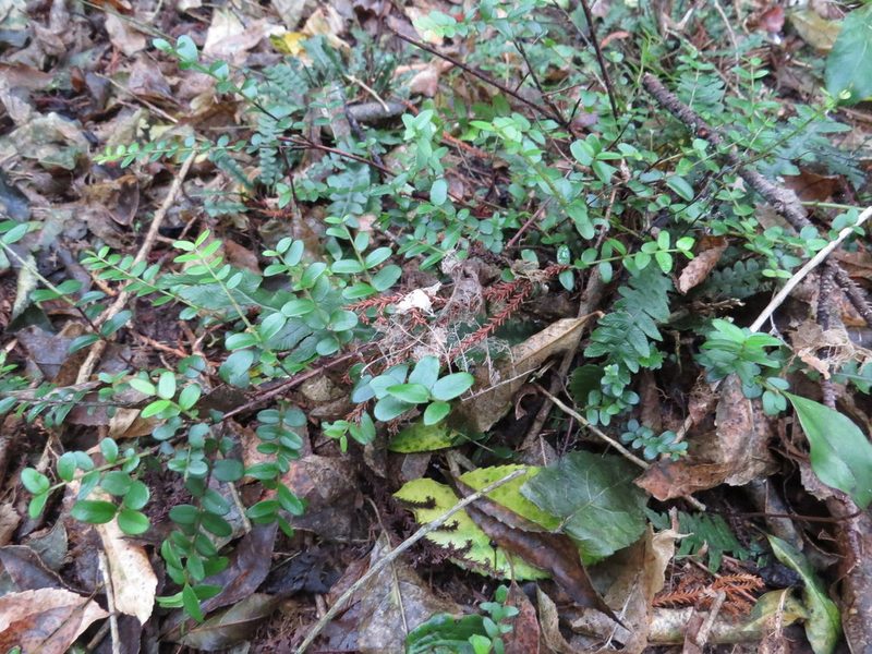 Metrosideros diffusa, photographed by Maureen Howard