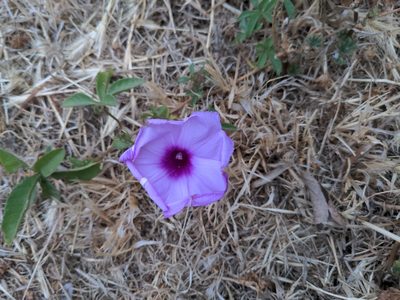 Ipomoea cairica, photographed by jen