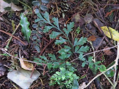 Asplenium hookerianum