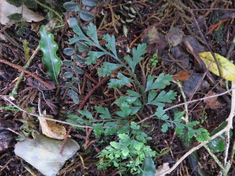 Asplenium hookerianum, photographed by Maureen Howard