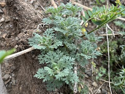 Teucrium botrys, photographed by Pavel Kacl