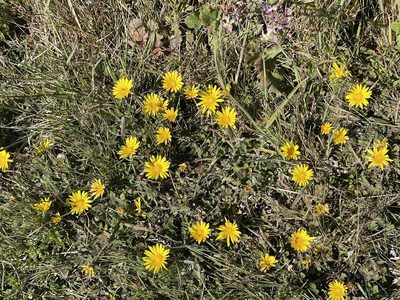 Arctotheca prostrata
