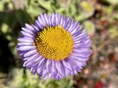 Erigeron glaucus, photographed by Dutza K.