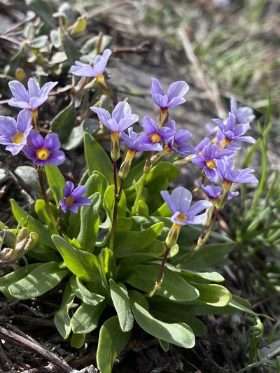 Primula cusickiana, photographed by Dee Shea Himes