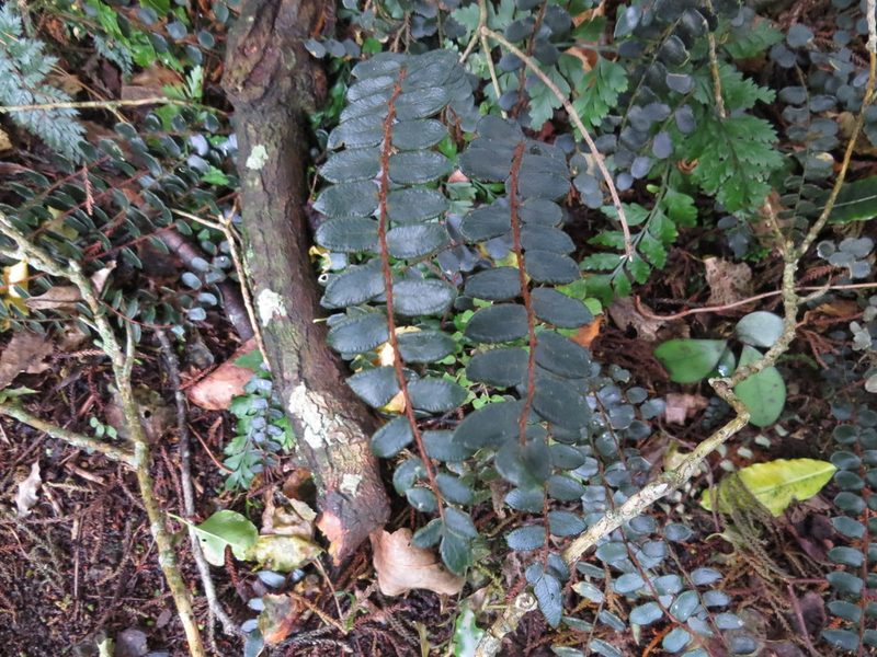 Pellaea rotundifolia, photographed by Maureen Howard