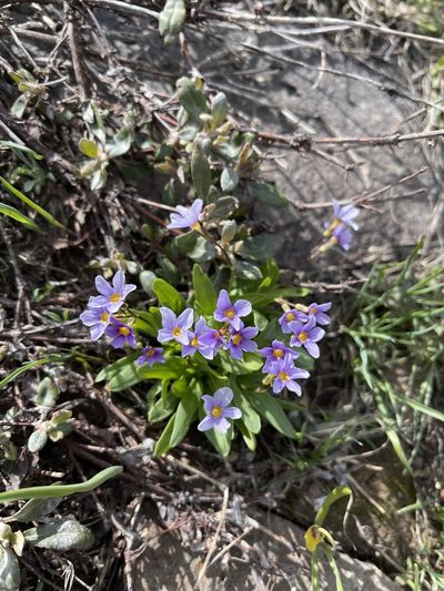 Primula cusickiana, photographed by Dee Shea Himes