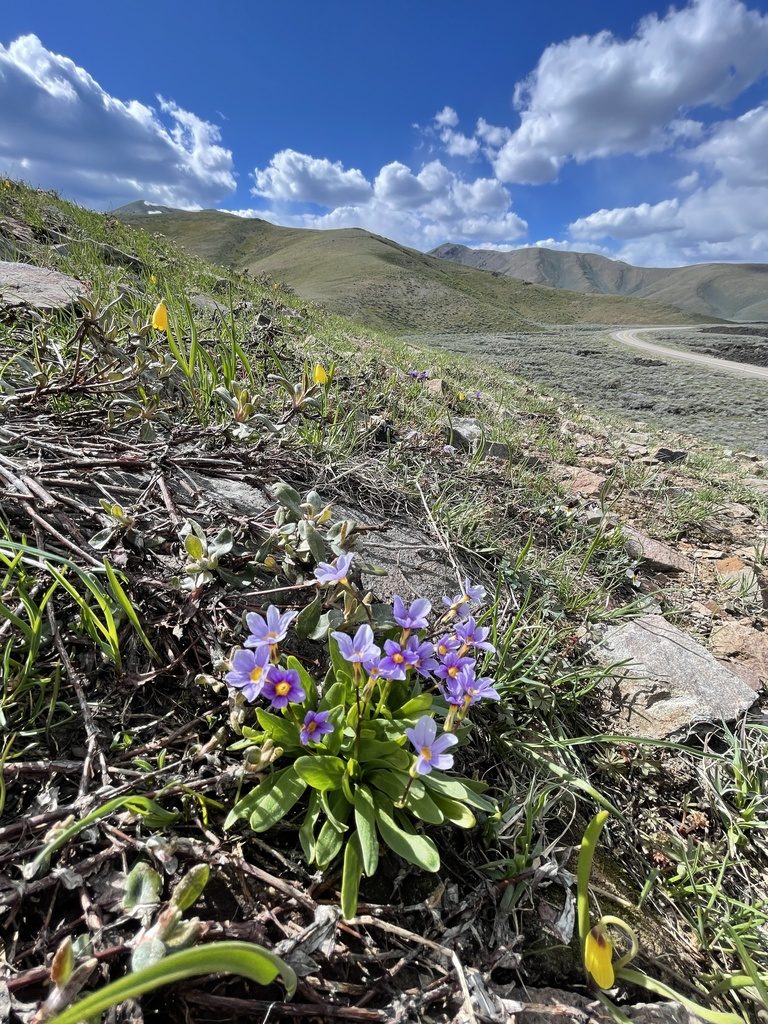 Primula cusickiana, photographed by Dee Shea Himes