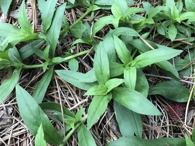 Diodia virginiana, photographed by Raven Dandridge