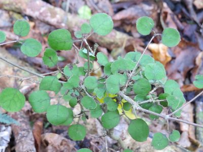 Coprosma rotundifolia, photographed by Maureen Howard